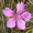 Image Caryophyllaceae