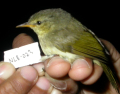 SYLVICOLE
