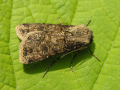 AGROTIS