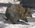 QUOKKA