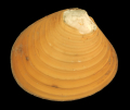 ASTARTÉ