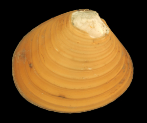 ASTARTÉ