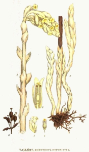 SUCEPIN