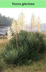 L'ABEILLE ET LE YUCCA GLORIOSA    