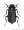 Image Coleoptera