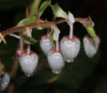 GAULTHERIA