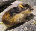 LEMMING