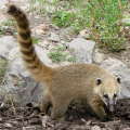 COATI