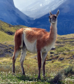 GUANACO