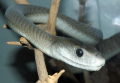 MAMBA