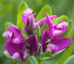 POLYGALA