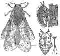 PHYLLOXÉRA