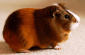 COCHON