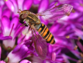 SYRPHIDÉ