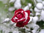 Une rose en hiver
