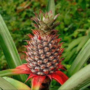 ANANAS