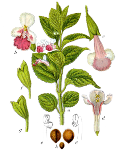 MÉLITTE