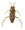 Image Hemiptera