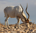 ADDAX