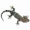 Logo Reptiles