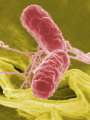 SALMONELLA