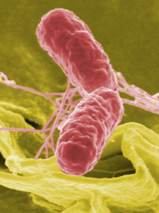 SALMONELLA