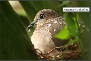 Morale d'oiseau