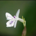 MARANTA