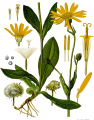 ARNICA