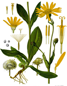 ARNICA