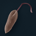 LEISHMANIA