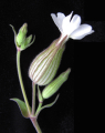 NOCTIFLORE