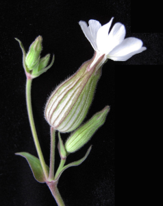 NOCTIFLORE