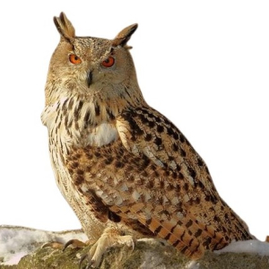 HIBOU