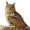 Image Strigiformes