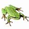 Logo Amphibiens