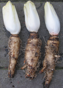 ENDIVE