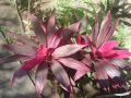 CORDYLINE