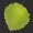 Image Salicaceae