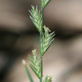 RAYGRASS