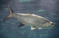TARPON