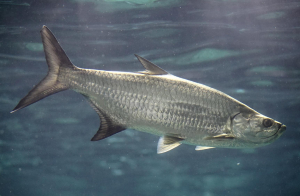 TARPON