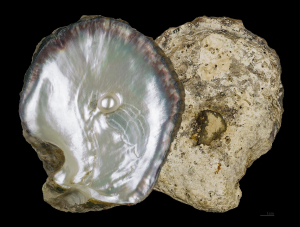 PINTADINE