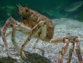 une grande araignée de mer