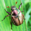 ANOMALA