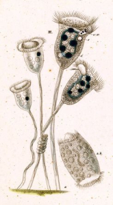 VORTICELLE