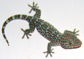 GECKO