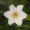 Image Amaryllidaceae
