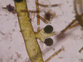 XANTHOPHYCÉE