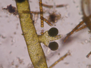 XANTHOPHYCÉE